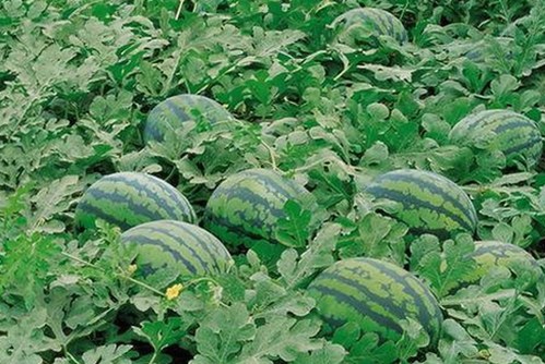 吉林警花张津瑜因私事引发热议，网曝聊天记录与事件真相解析