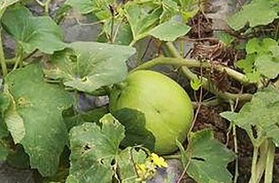 扬州副局长戴璐婚内出轨曝光，瓜们炸锅！